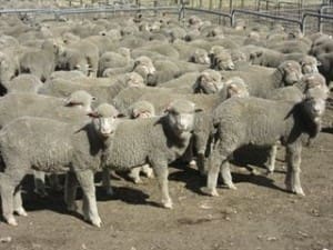 These Watervalley Merino lambs, 27kg live 9.8kg cwt, sold for $51 on AuctionsPlus last week.