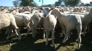 These 15.2kg cwt White Suffolk-1st cross lambs from Mundulla, SA, sold for $90 on AuctionsPlus on Tuesday.