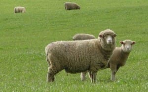 Sheep ewes and lambs 1