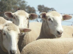 These first cross ewes sold for $189 on AuctionsPlus last week.