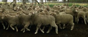 AuctionsPlus sold these 17.5kg cwt Poll Dorset and White Suffolk lambs from AC Day & Sons, Bordertown, through Landmark for $85 on Tuesday.