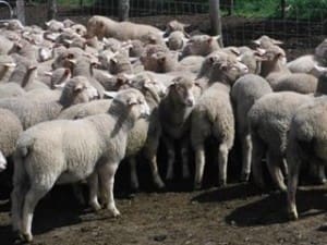These 13.9kg cwt Poll Dorset-1st x lambs at Kingscote, Kangaroo Island, sold for $81.50 on AuctionsPlus this week