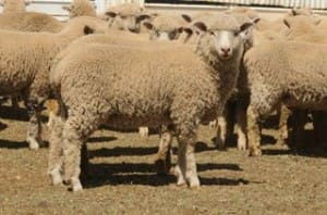 These 5-6 month-old 16.4kg cwt Poll Dorset-1stX lambs at Binnaway NSW sold for $93 on AuctionsPlus on Tuesday.