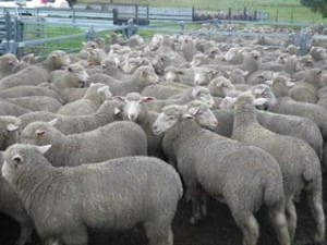 These 18.1 cwt Poll Dorset cross lambs sold for $100 on AuctionsPlus last week.