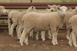 These White Suffolk-first cross lambs, at 18.4kg cwt, sold for $100 on AuctionsPlus this week