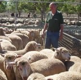 Timberoo producer Neil Hamilton topped the Ouyen market with $135 for these Poll Dorset-SAMM cross lambs.