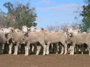 sheep Gilgrandra AuctionsPlus