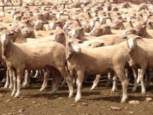These unjoined 18-month-old shorn Merino ewes sold for $164 on AuctionsPlus last week.