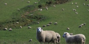 sheep New Zealand1