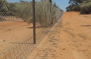 Dog proof fencing.