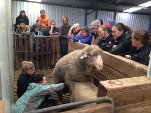 Learning practical AI skills during the visit to Genstock Breeding Services   