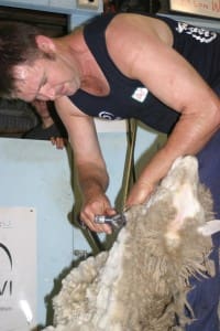 Curretn Australian shearing champion Jason Wingfield will compete at the national titles in NSW this weekend