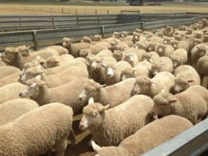 These 17.6kg cwt PollDorset-Lambpro cross lambs at Ararat sold for $84.50 on AuctionsPlus this week.