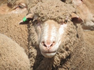 Sheep Merino wether AuctionsPlus