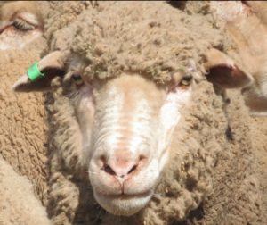 Sheep Merino wether AuctionsPlus