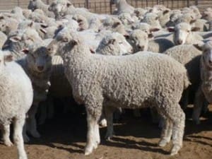 These 2-3 month-old 16.8kg cwt Poll Dorset-Merino cross lambs sold for $84 on AuctionsPlus yesterday.