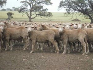 These 5-6 month-old early September-shorn Merino lambs, 18.5kg cwt, sold for $77 on AuctionsPlus this week.