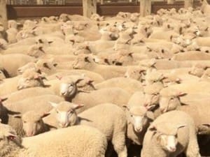 These Poll Doset cross lambs sold for 660-665c/kg cwt on AuctionsPlus last week