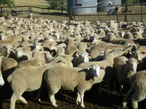 These 16.3kg cwt WS cross lambs from Booroa sold for $90 on AuctionsPLus last Thursday.