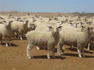 These first cross ewe lambs, 33kg liveweight, at Hay NSW, sold for $88 on AuctionsPlus last week.