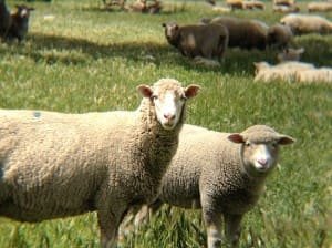 Ewes and lambs