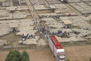 Hamilton saleyards overhead selling Nov 2014