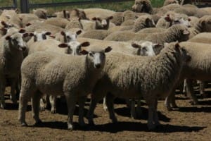 Lambs AuctionsPlus PrimeLine Dec16-14
