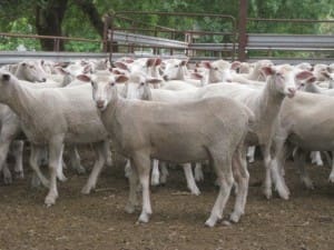 Lambs AuctionsPlus WS x Dec11-14