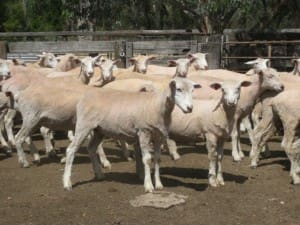 Lambs NE sale AuctionsPlus, Dec 2-14