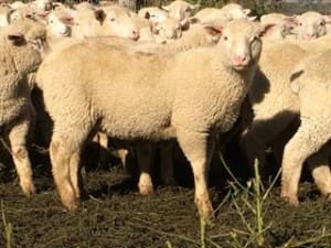 Lambs PD-WS x AuctionsPlus Dec16-14