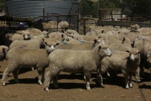 Lambs PDx Yass AuctionsPlus Dec18-14