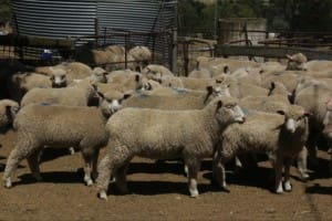 Lambs PDx Yass AuctionsPlus Dec18-14