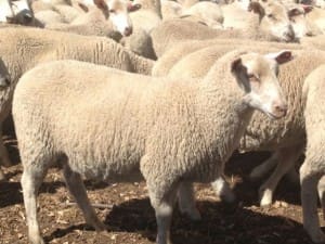 Lambs Primeline AuctionsPlus Xmas sale Dec9-14