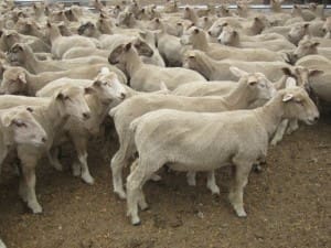 Lambs WS cross SA AuctionsPlus Dec8-14