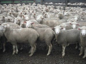 lambs Kenilworth AuctionsPlus Dec11-14