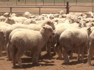 These 3-4 mth old BL/Merino cross lambs from Walgett sold for $89/head.