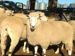 Composite ewes Dubbo $201 AuctionsPlus Jan20-15