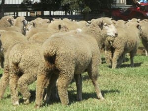Dorset x lambs1 AuctionsPlus Jan 14-15