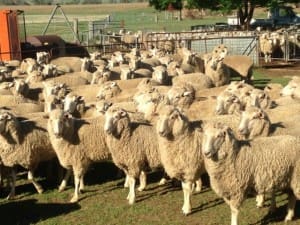 First cross ewes Dubbo $270 AuctionsPlus Jan20-15