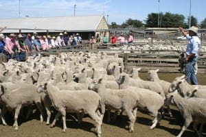 First cross ewes Hamilton $209 Bernie Grant Jan22-15