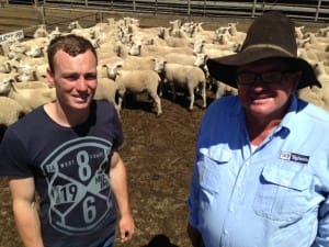 Hamilton Lambpro lambs - Lachlan Glare & Gary Webb. Jan23-15