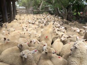 Lambs white suffolk cross 16.2kgcwt Armidale AuctionsPlus Jan27-15