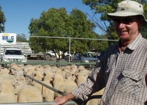 Ouyen lambs Les Stone Jan29-15