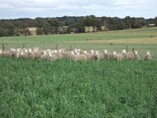 Sheep on lucerne