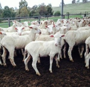 White Suffolk cross lambs AuctionsPlus Boorowa Jan23-15