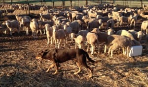 Brownlambs