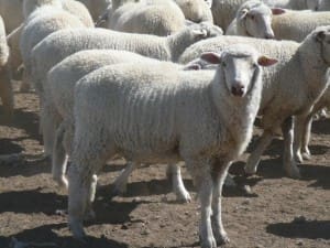These 13.5kg cwt Coolalee-Dohne cross lambs at Mungindi, NSW, sold for $100 on AuctionsPlus this week