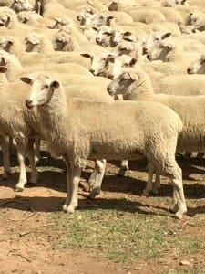 First cross ewes Wagga $240 AuctionsPlus Jan27-15