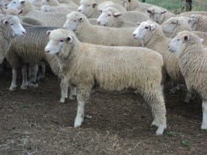 Lambs AuctionsPlus Brighton Tasmania Feb19-15