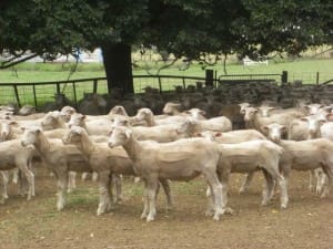 These 16.5kg cwt Dorset-Merino lambs near Canberra sold for $109 on AuctionsPlus last week.